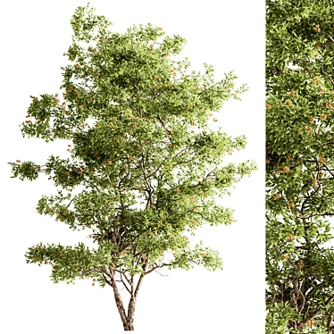 Plush Velvet Ash Tree Set 3D model image 1 