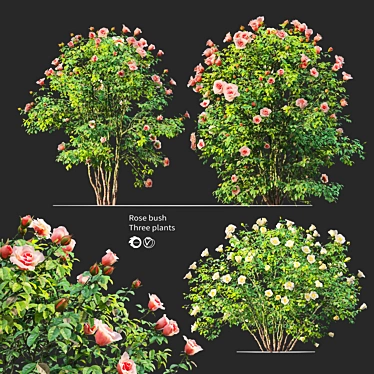 Triple Rose Bush Set 3D model image 1 