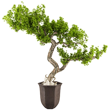 Bonsai Tree Set 235 Corona