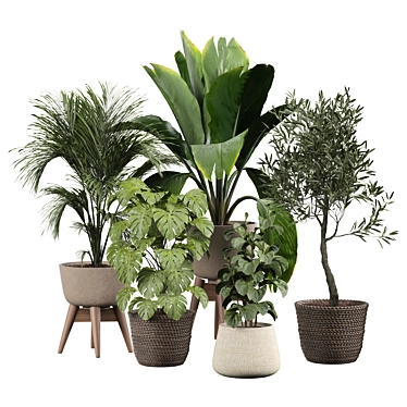 Modern Indoor Plant 3D Model 3D model image 1 