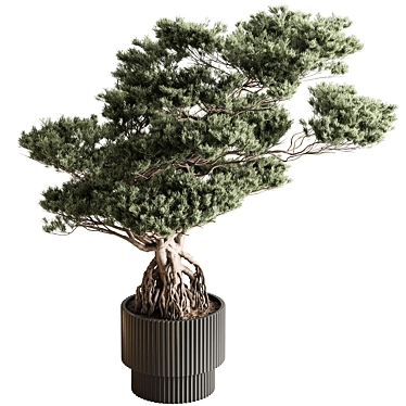 Zen Bonsai Plant - Indoor 3D model image 1 
