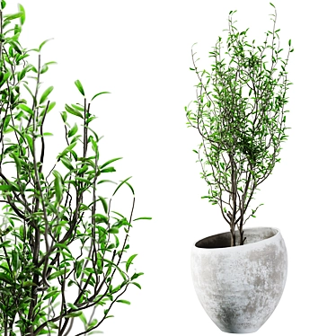 Concrete and Plaster Potted Live Plant 3D model image 1 