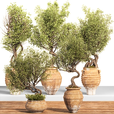 Olive Tree Set -26