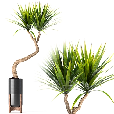 
Yucca Indoor Plant 3D Model 3D model image 1 