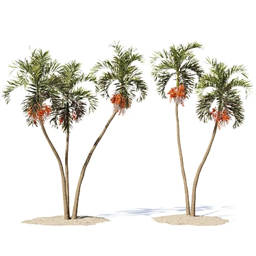 Tropical Palm Tree 3D Model 3D model image 1 