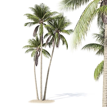 Coconut Palm Tree 3D model image 1 