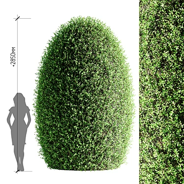 Oval Ornamental Topiary Bush 3D model image 1 