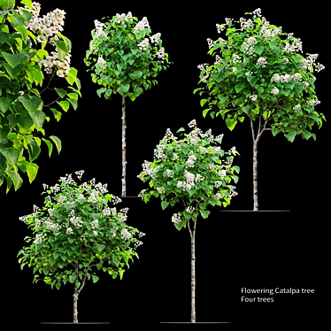 Catalpa Catawba Flowering Tree 3D model image 1 