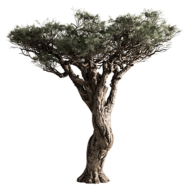 Coastal Beauty: Monterey Cypress Tree 3D model image 1 