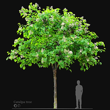 Catawba Catalpa Tree 3D Model 3D model image 1 