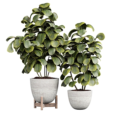  Ficus Indoor Plant 3D Model 3D model image 1 