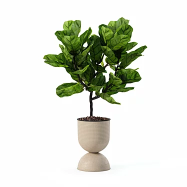 Modern Ficus Lyrata Plant Pot 3D model image 1 