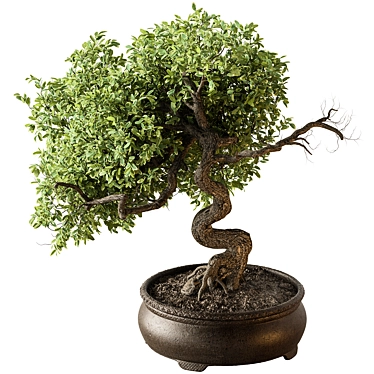 633 Indoor Bonsai Plant 3D model image 1 