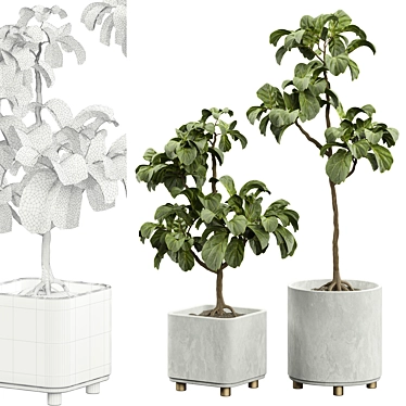 Ficus Lyrata Indoor Plant Model 3D model image 1 