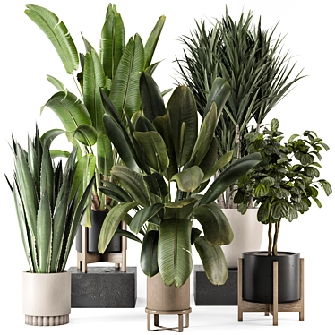 Modern Indoor Plants Bau Pot 3D model image 1 