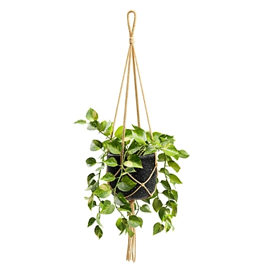 Cascading Pothos Plant Display 3D model image 1 