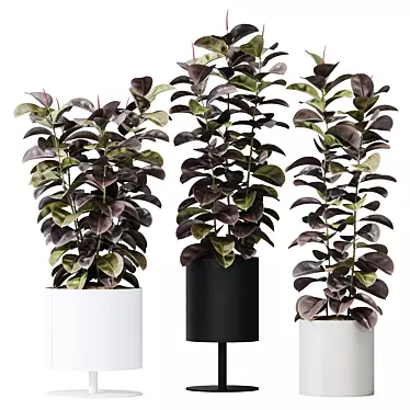 Burgundy Foliage Rubber Plant Trio 3D model image 1 