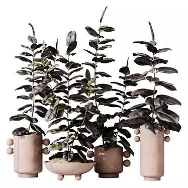 Burgundy Rubber Ficus Indoor Plants 3D model image 1 