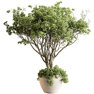 Indoor Tree in Pot Display 3D model image 1 