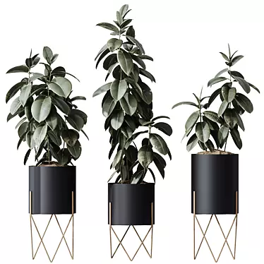 Ficus Elastica Melany HQ HousePlants 3D model image 1 