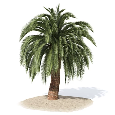 Exotic Macrozamia Palm Tree Model 3D model image 1 