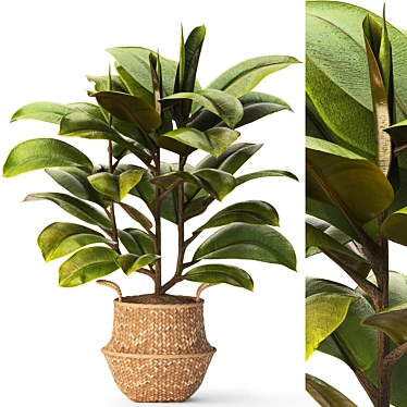 Ficus Plant Set -28