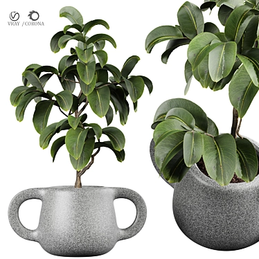 Ficus Indoor Plant 3D Model 3D model image 1 