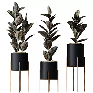 Elegant Rubber Ficus Melany Set 3D model image 1 