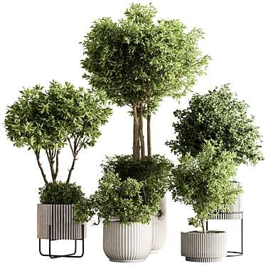 Indoor Tree in Pot 629 3D model image 1 