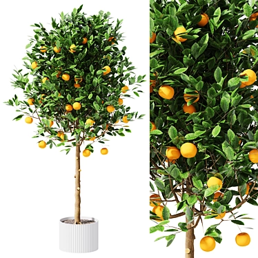 tangerine tree