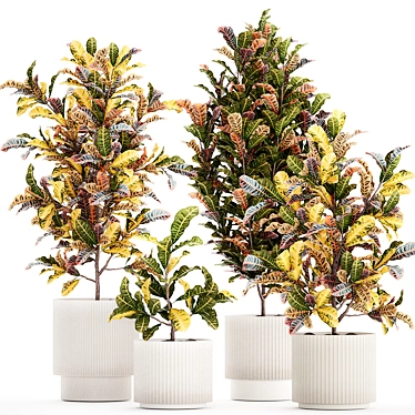 Modern Croton Plant Collection 3D model image 1 