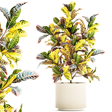 Tropical Croton in Modern Pot 3D model image 1 