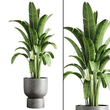 Tropical Indoor Banana Plant 3D model image 1 