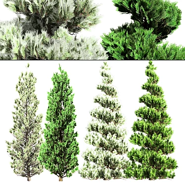 Winter Pine Tree Collection 3D model image 1 