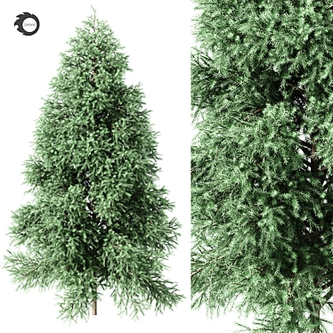 Green spruce corona