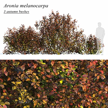 Title: Autumn Aronia Bush Set 3D model image 1 