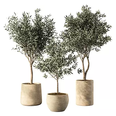 Modern Olive Tree Indoor Set 3D model image 1 