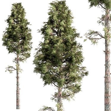 Coastal Sheoak Tree Set 273 3D model image 1 