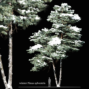 Scots Pine 3D Model Render 3D model image 1 