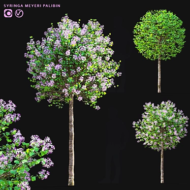 Meyer's Lilac Trees Set 3D model image 1 