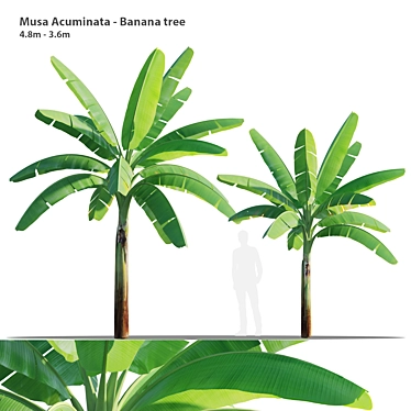 Twin Asian Banana Trees 3.6m 3D model image 1 