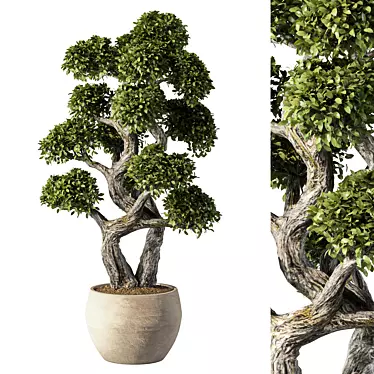 Zen Bonsai Indoor Plant Set 3D model image 1 