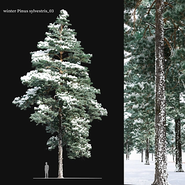 Scots Pine Winter 3D Model 3D model image 1 