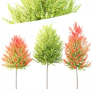 Hybrid Maple Plant 3D Models 3D model image 1 