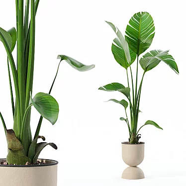 Modern Strelitzia Plant in Pot 3D model image 1 