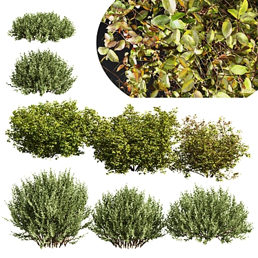 Autumn Plants Collection: 3D Models 3D model image 1 