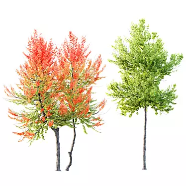 Hybrid Freeman Maple Tree Set 3D model image 1 