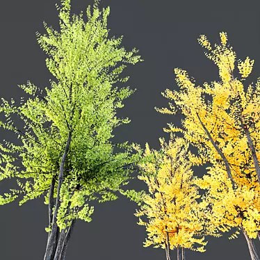 Hybrid Freeman Maple 3D Models 3D model image 1 