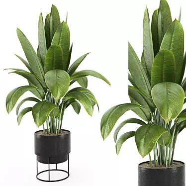 Indoor Plants Set 2