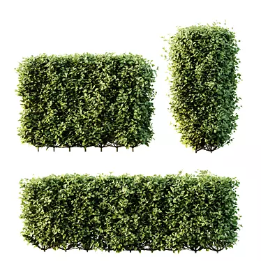 Golden Privet Box Hedge Set 3D model image 1 